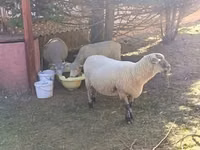 Oveja, Merino sheep — foto 4