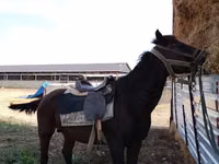 Horse (M), Horses — photo 1