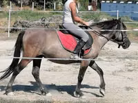 Stute, Polish pony — Foto 1