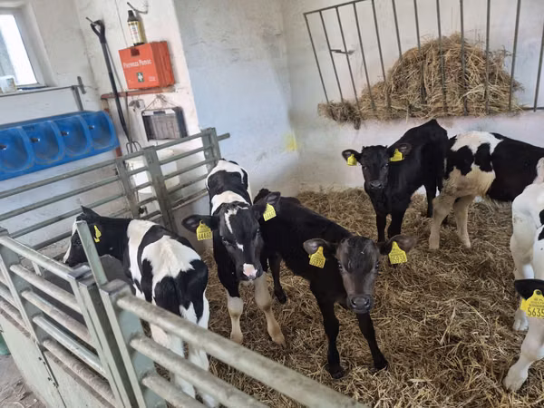 Toro, Russian Black pied cattle