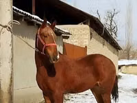 Hengst, Karabair horse — Foto 5