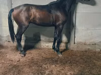 Caballo, Caballos — foto 1