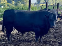 गाय, एबरडीन - एंगस — फ़ोटो 4