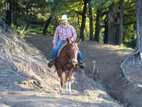 حصان, Mule — الصورة 5