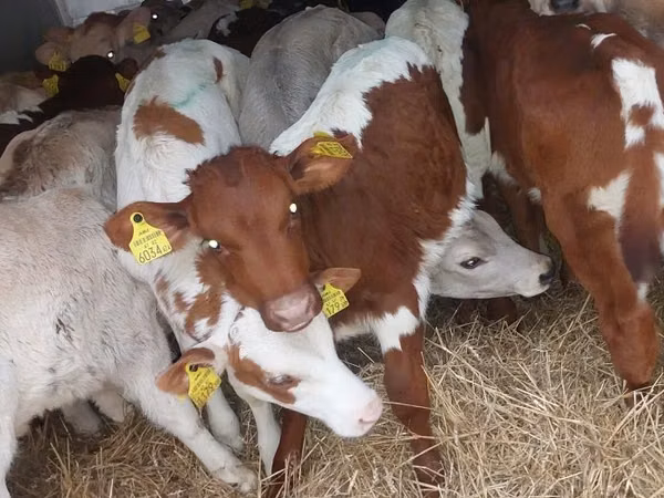Bovinos (lote, sexo no especificado), Simmental cattle