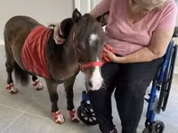 公马, Miniature horse — 照片 5