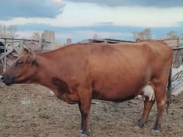 Vaca, Vaca kazaja de cabeza blanca
