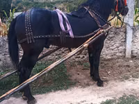 Horse (M), Horses — photo 2