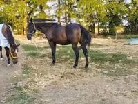 Hengst, Nonius horse — Foto 2