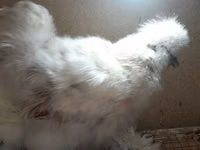 Chickens — Foto 5