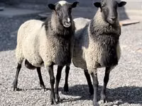Sheep, Romanov sheep — photo 1