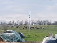 भेड़, Edilbay sheep — फ़ोटो 2
