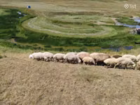 Sheep, Balbas sheep — photo 8