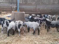 公羊, White Suffolk sheep — 照片 2