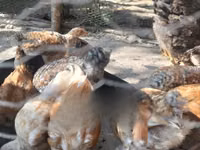 Chickens — foto 1