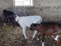母牛, Cattle — 照片 2