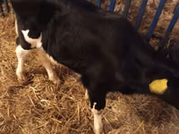 Toro, Ganado vacuno — foto 2