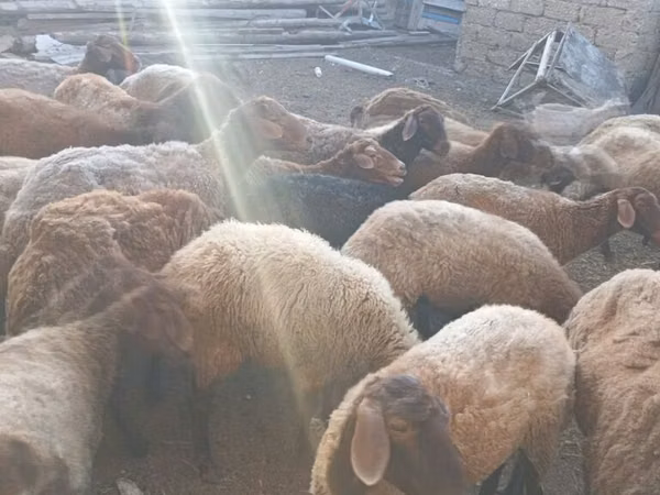 Ovejas (lote, sexo no especificado), Ovejas