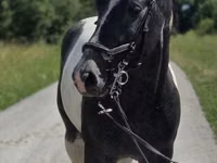 घोड़ी, Horse breed — फ़ोटो 6