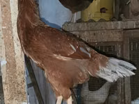 Chickens — photo 3