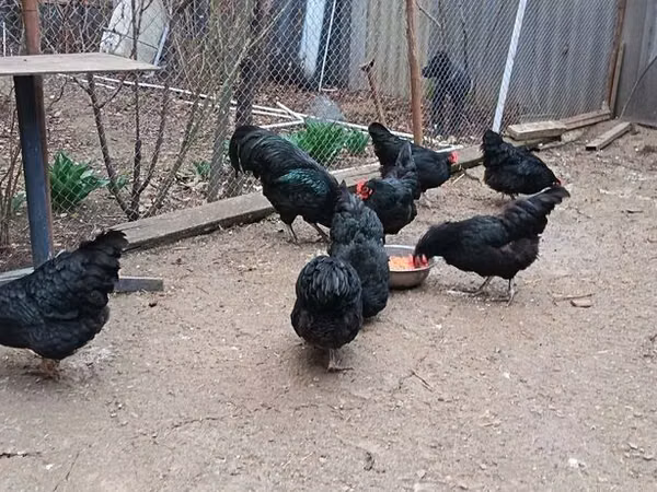 ऑस्ट्रेलॉर्प
