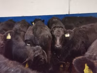 Bulle, Aberdeen-Angus — Foto 2