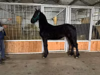 Caballo, Friesian — foto 7