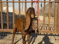 Cabras (lote, sexo no especificado), Nubian Goat — foto 3