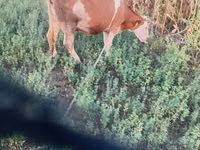 Cow, Cast cow — photo 2