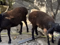 Ram, Aland sheep — photo 4