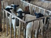 公羊, Dorper sheep — 照片 5