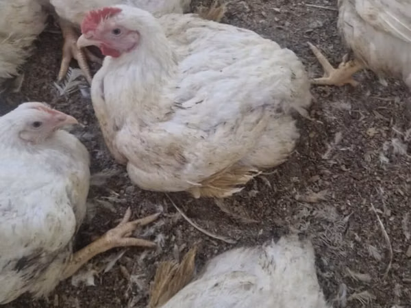 Chickens