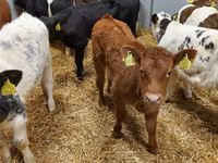 Cattle (batch, sex not specified), Cattle — photo 3