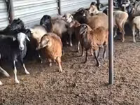 Ram, Adal sheep — photo 3
