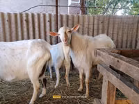 تيس, Saanen goat — الصورة 4