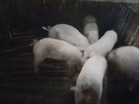Boar, Pigs — photo 4