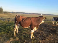 Vaca, Simmental cattle — foto 1