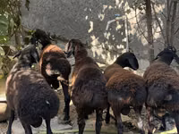 Ram, Aland sheep — photo 5
