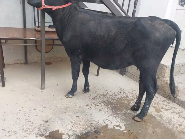 Cow, Cattle