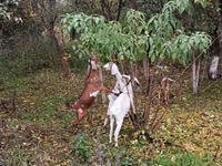Goat, Nubian Goat — photo 1