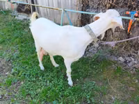 母山羊, Beetal goats — 照片 2