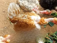 Chickens — foto 6