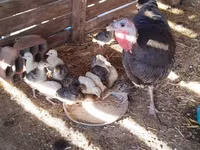 Turkeys — Foto 4