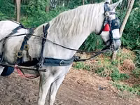 Horse (M), Horses — photo 2