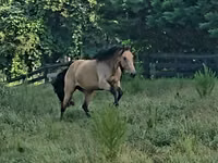 घोड़ी, Missouri foxtrotter — फ़ोटो 4