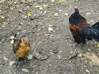 Chickens — photo 3