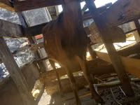 Ziege, Alpine goat — Foto 2