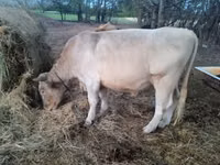 Toro, Charolais cattle — foto 2