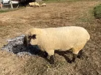 Carnero, Hampshire sheep — foto 5