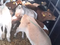 Bull, Simmental cattle — photo 2